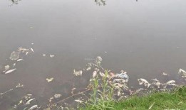 蚌埠非洲雁最新爆料,带你走进神秘雁群世界