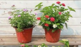 疯姐直播爆料最新消息视频